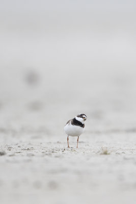 Common Ringed Plover / Bontbekplevier