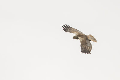 Western Marsh Harrier / Bruine Kiekendief