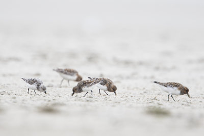 Sanderling / Drieteenstrandloper