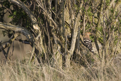 Eurasian Hoopoe / Hop