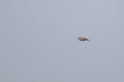 Eurasian Hoopoe / Hop