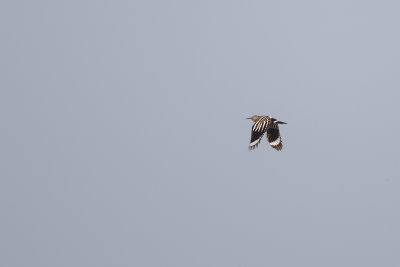 Eurasian Hoopoe / Hop