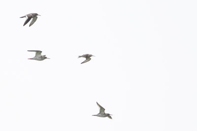 Curlew Sandpiper / Krombekstrandloper