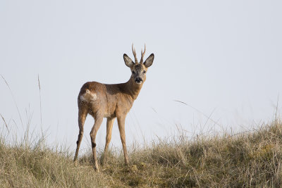 Roe Deer / Ree
