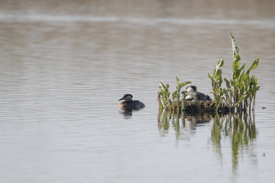Red-necked Grebe / Roodhalsfuut
