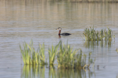 Red-necked Grebe / Roodhalsfuut