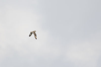 Short-eared Owl / Velduil