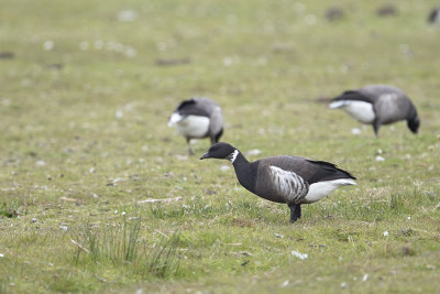Black Brant / Zwarte Rotgans