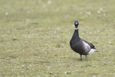 Black Brant / Zwarte Rotgans