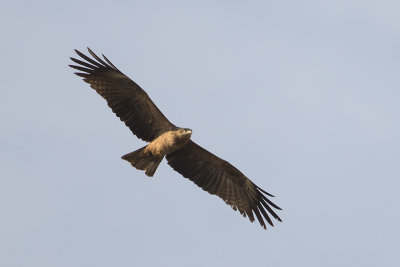 Black Kite / Zwarte Wouw
