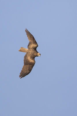 Black Kite / Zwarte Wouw