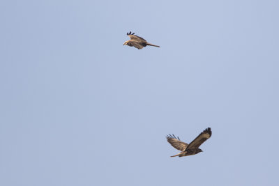 Black Kite / Zwarte Wouw