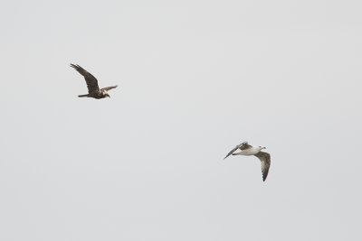 Western Marsh Harrier / Bruine Kiekendief