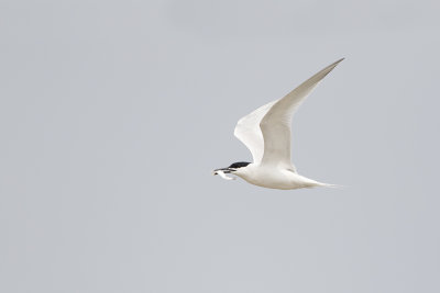 Sandwich Tern / Grote Stern