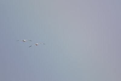 Black-backed Gull / Kleine Mantelmeeuw
