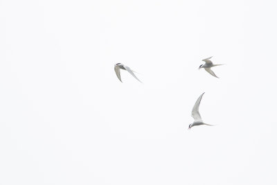 Arctic Tern / Noordse Stern