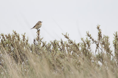Whinchat / Paapje