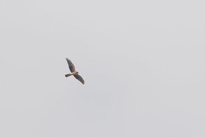 Pallid Harrier / Steppekiekendief
