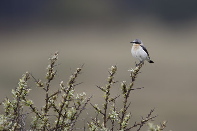 Northern Wheatear / Tapuit