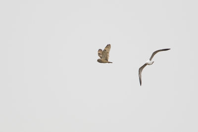 Short-eared Owl / Velduil