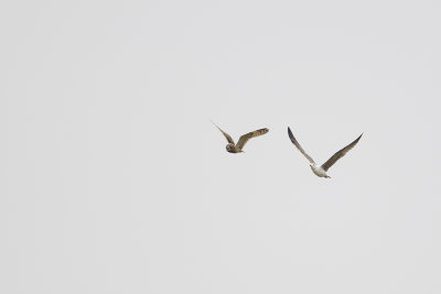 Short-eared Owl / Velduil