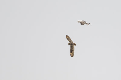 Short-eared Owl / Velduil