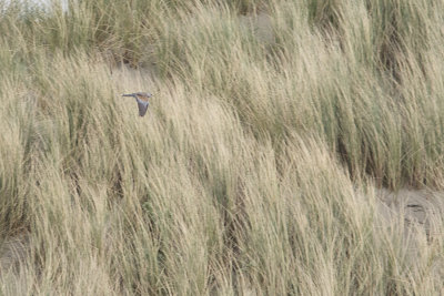 European Turtle Dove / Zomertortel