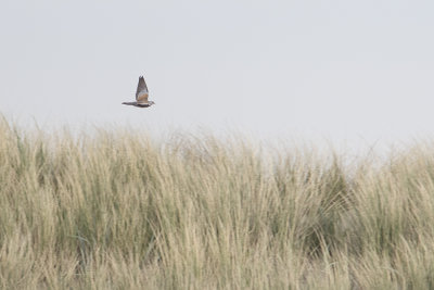 European Turtle Dove / Zomertortel