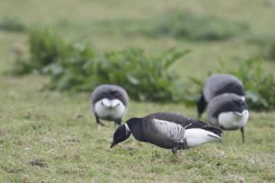 Black Brant / Zwarte Rotgans