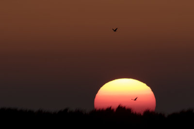 Western Marsh Harrier / Bruine Kiekendief