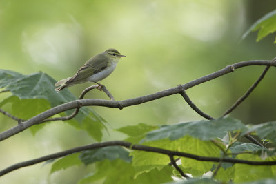Wood Warbler / Fluiter