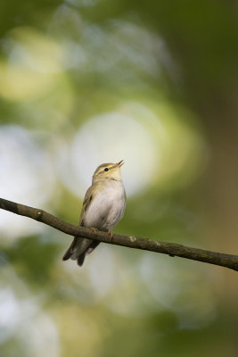 Wood Warbler / Fluiter