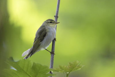 Wood Warbler / Fluiter
