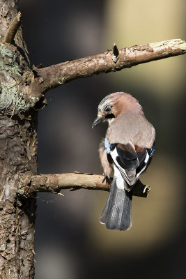 Eurasian Jay / Gaai