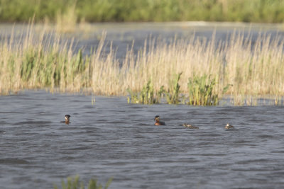 Red-necked Grebe / Roodhalsfuut