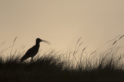 Eurasian Curlew / Wulp