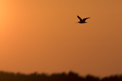 Eurasian Curlew / Wulp