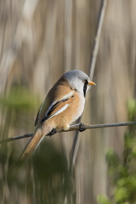 Bearded Reedling / Baardman