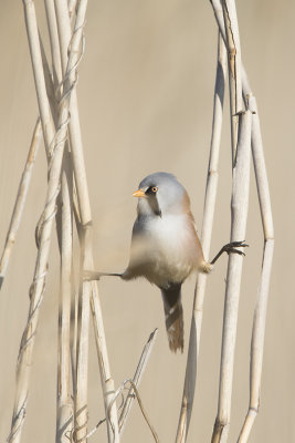 Bearded Reedling / Baardman