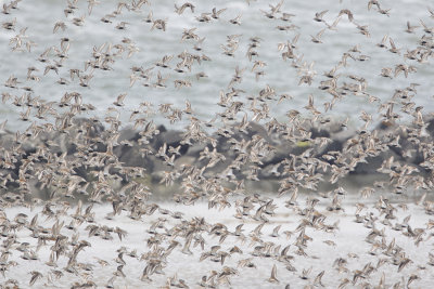 Dunlin / Bonte Strandloper