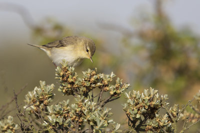 Willow Warbler / Fitis