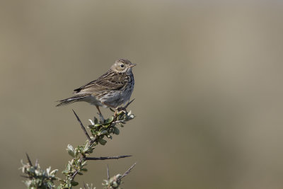 Meadow Pipit / Graspieper