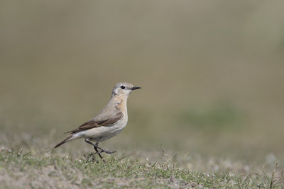 Northern Wheatear / Tapuit