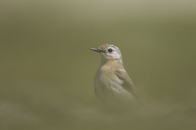 Northern Wheatear / Tapuit
