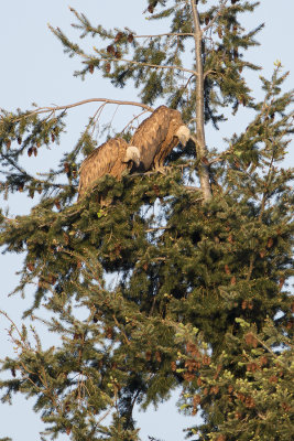 Griffon Vulture / Vale Gier