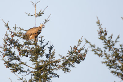 Griffon Vulture / Vale Gier