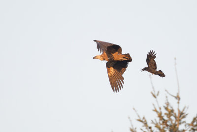 Griffon Vulture / Vale Gier