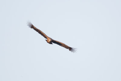 Griffon Vulture / Vale Gier