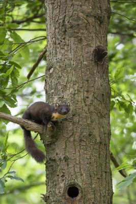 Pine Marten / Boommarter