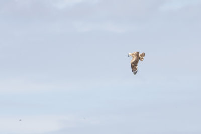 Short-toed Snake Eagle / Slangenarend